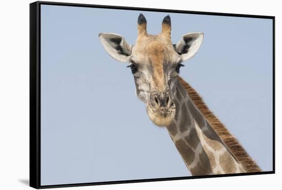 Head and neck of an Angolan giraffe, Namibia, Africa.-Brenda Tharp-Framed Stretched Canvas