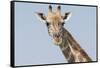 Head and neck of an Angolan giraffe, Namibia, Africa.-Brenda Tharp-Framed Stretched Canvas