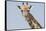 Head and neck of an Angolan giraffe, Namibia, Africa.-Brenda Tharp-Framed Stretched Canvas