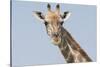 Head and neck of an Angolan giraffe, Namibia, Africa.-Brenda Tharp-Stretched Canvas