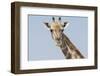 Head and neck of an Angolan giraffe, Namibia, Africa.-Brenda Tharp-Framed Photographic Print