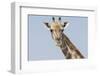 Head and neck of an Angolan giraffe, Namibia, Africa.-Brenda Tharp-Framed Photographic Print