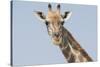 Head and neck of an Angolan giraffe, Namibia, Africa.-Brenda Tharp-Stretched Canvas