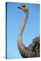 Head and Neck of Ostrich-Paul Souders-Stretched Canvas