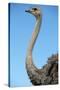 Head and Neck of Ostrich-Paul Souders-Stretched Canvas