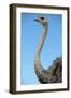 Head and Neck of Ostrich-Paul Souders-Framed Photographic Print