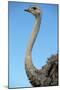 Head and Neck of Ostrich-Paul Souders-Mounted Photographic Print