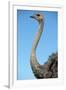 Head and Neck of Ostrich-Paul Souders-Framed Photographic Print