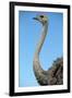Head and Neck of Ostrich-Paul Souders-Framed Photographic Print
