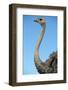 Head and Neck of Ostrich-Paul Souders-Framed Photographic Print