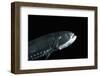 Head And Ventral Light Organs Of (Gonostoma Sp.), Deep Sea Atlantic Ocean-David Shale-Framed Photographic Print