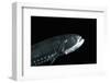 Head And Ventral Light Organs Of (Gonostoma Sp.), Deep Sea Atlantic Ocean-David Shale-Framed Photographic Print