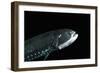 Head And Ventral Light Organs Of (Gonostoma Sp.), Deep Sea Atlantic Ocean-David Shale-Framed Photographic Print