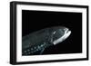 Head And Ventral Light Organs Of (Gonostoma Sp.), Deep Sea Atlantic Ocean-David Shale-Framed Photographic Print