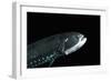 Head And Ventral Light Organs Of (Gonostoma Sp.), Deep Sea Atlantic Ocean-David Shale-Framed Photographic Print