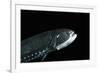 Head And Ventral Light Organs Of (Gonostoma Sp.), Deep Sea Atlantic Ocean-David Shale-Framed Photographic Print