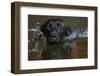 Head close up of Black labrador retriever dog swimming in pond, Rhode Island, USA-Lynn M. Stone-Framed Photographic Print