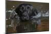 Head close up of Black labrador retriever dog swimming in pond, Rhode Island, USA-Lynn M. Stone-Mounted Photographic Print