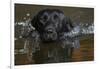 Head close up of Black labrador retriever dog swimming in pond, Rhode Island, USA-Lynn M. Stone-Framed Photographic Print