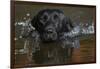 Head close up of Black labrador retriever dog swimming in pond, Rhode Island, USA-Lynn M. Stone-Framed Photographic Print