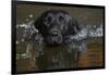 Head close up of Black labrador retriever dog swimming in pond, Rhode Island, USA-Lynn M. Stone-Framed Photographic Print