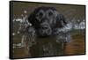 Head close up of Black labrador retriever dog swimming in pond, Rhode Island, USA-Lynn M. Stone-Framed Stretched Canvas