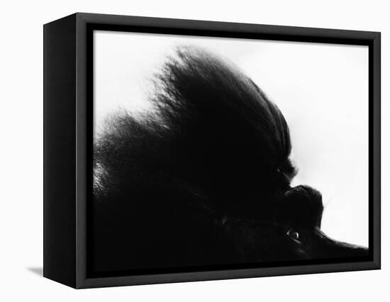 Head Fur of Standard Poodle-Henry Horenstein-Framed Stretched Canvas