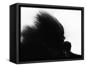 Head Fur of Standard Poodle-Henry Horenstein-Framed Stretched Canvas