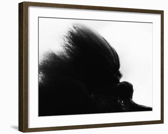 Head Fur of Standard Poodle-Henry Horenstein-Framed Photographic Print