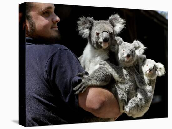 Head Keeper at Sydney's Koala Park Holds 'Kamara' and Her Two One Year-Old Babies-null-Stretched Canvas