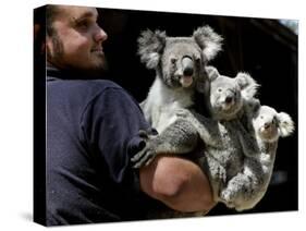 Head Keeper at Sydney's Koala Park Holds 'Kamara' and Her Two One Year-Old Babies-null-Stretched Canvas