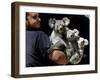 Head Keeper at Sydney's Koala Park Holds 'Kamara' and Her Two One Year-Old Babies-null-Framed Premium Photographic Print