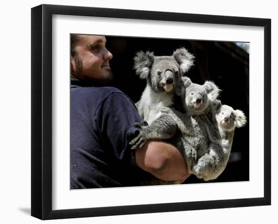 Head Keeper at Sydney's Koala Park Holds 'Kamara' and Her Two One Year-Old Babies-null-Framed Premium Photographic Print