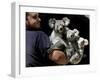 Head Keeper at Sydney's Koala Park Holds 'Kamara' and Her Two One Year-Old Babies-null-Framed Premium Photographic Print