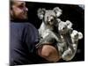 Head Keeper at Sydney's Koala Park Holds 'Kamara' and Her Two One Year-Old Babies-null-Mounted Premium Photographic Print