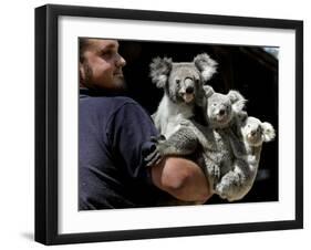 Head Keeper at Sydney's Koala Park Holds 'Kamara' and Her Two One Year-Old Babies-null-Framed Photographic Print