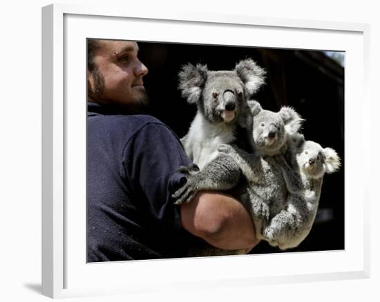 Head Keeper at Sydney's Koala Park Holds 'Kamara' and Her Two One Year-Old Babies-null-Framed Photographic Print