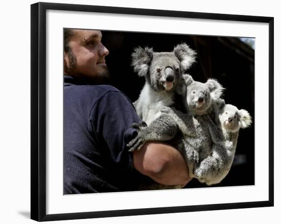 Head Keeper at Sydney's Koala Park Holds 'Kamara' and Her Two One Year-Old Babies-null-Framed Photographic Print