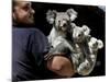 Head Keeper at Sydney's Koala Park Holds 'Kamara' and Her Two One Year-Old Babies-null-Mounted Photographic Print