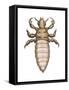 Head Louse (Pediculus Humanus Capitis), Insects-Encyclopaedia Britannica-Framed Stretched Canvas