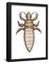 Head Louse (Pediculus Humanus Capitis), Insects-Encyclopaedia Britannica-Framed Poster