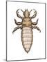 Head Louse (Pediculus Humanus Capitis), Insects-Encyclopaedia Britannica-Mounted Poster