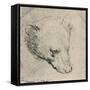 'Head of a Bear', c1480 (1945)-Leonardo Da Vinci-Framed Stretched Canvas