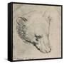 'Head of a Bear', c1480 (1945)-Leonardo Da Vinci-Framed Stretched Canvas