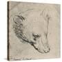 'Head of a Bear', c1480 (1945)-Leonardo Da Vinci-Stretched Canvas