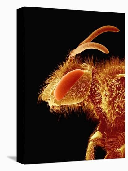 Head of a Bee-Micro Discovery-Stretched Canvas