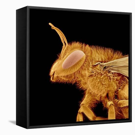 Head of a Bee-Micro Discovery-Framed Stretched Canvas