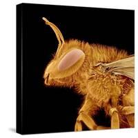 Head of a Bee-Micro Discovery-Stretched Canvas