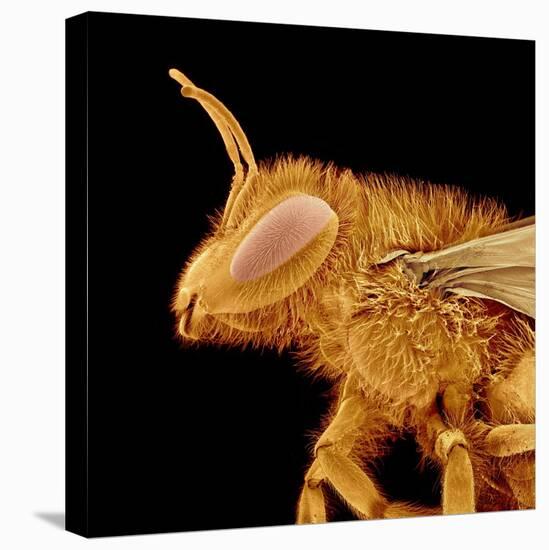 Head of a Bee-Micro Discovery-Stretched Canvas