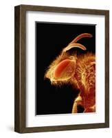 Head of a Bee-Micro Discovery-Framed Photographic Print